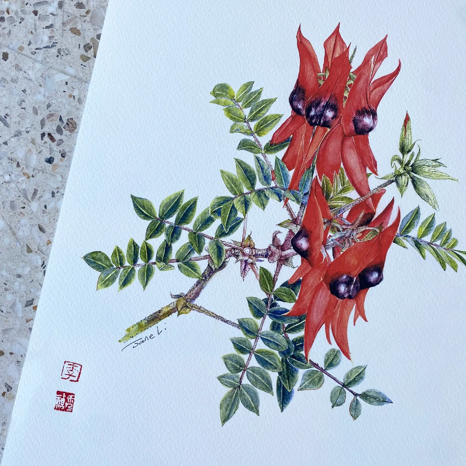 Sturt Desert Pea Art Print